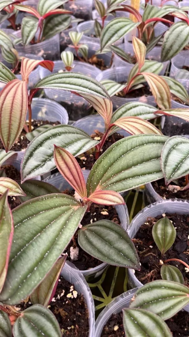 plant/Medinilla sp Gregori Hambali-0