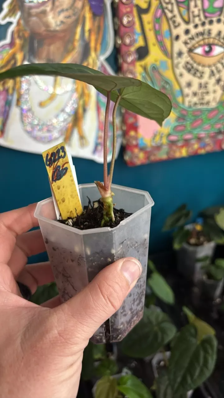 plant/G223 (Carla x Port) X (Port x Bess)-1