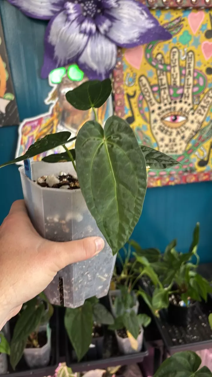 plant/G244 (Carla x BVEP) X (AOS x RVDP)-0