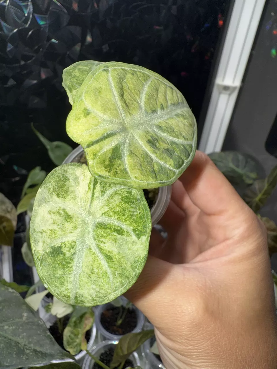 plant/Alocasia ninja splash-1