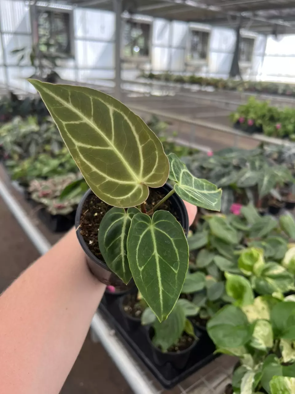 plant/Anthurium regale 4” pot growers choice-1