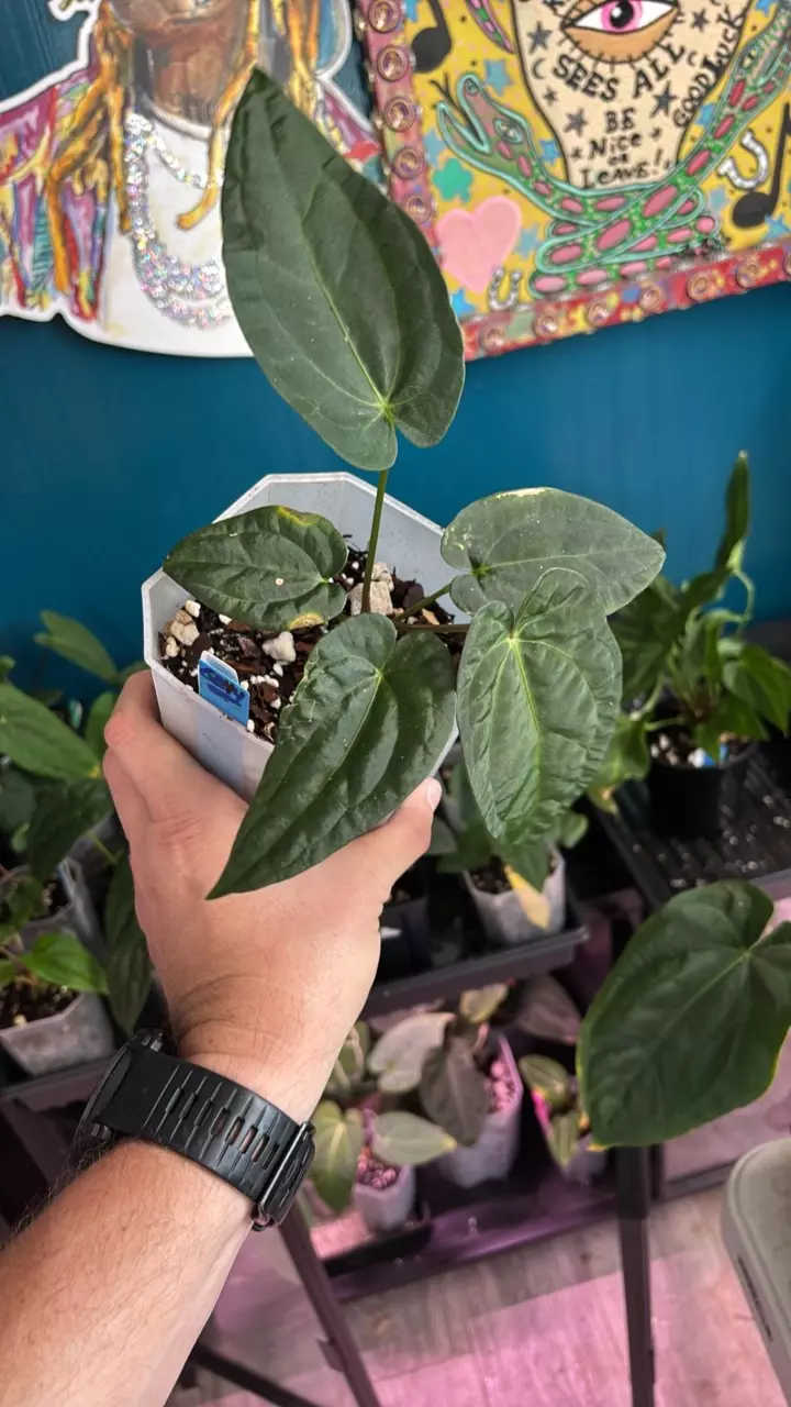 plant/G244 (Carla x BVEP) X (AOS x RVDP)-1