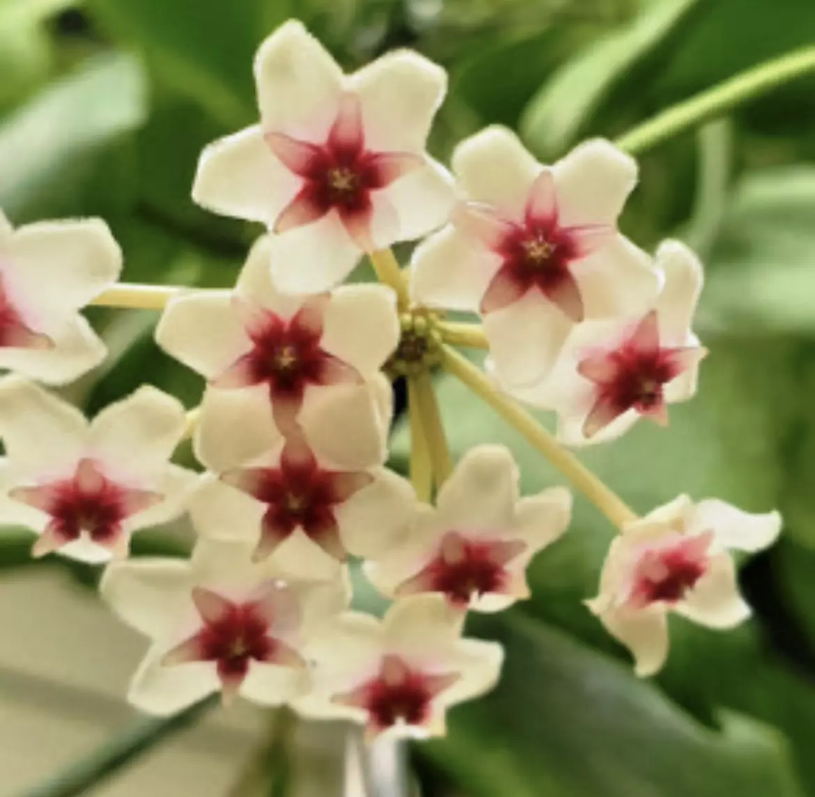 plant/Hoya Oblongata-0