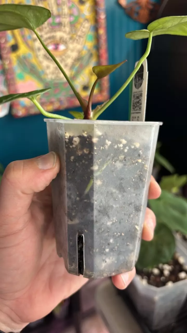 plant/G242 Crystal Dark X Crystal Dark-2