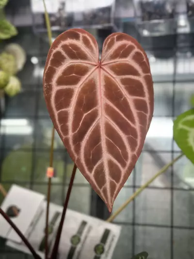 plant/Anthurium Seedling - Forgetii x ( Silver Blush x Red Crystallinum - NSE )-2-thumbnail