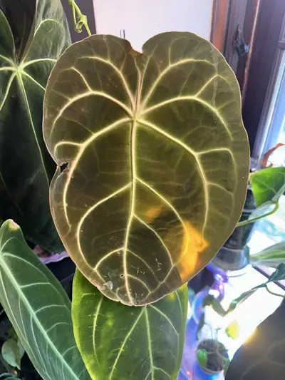 plant/Anthurium Seedling (( papillilaminum x magnificum ) x besseae ) x Open-1-thumbnail