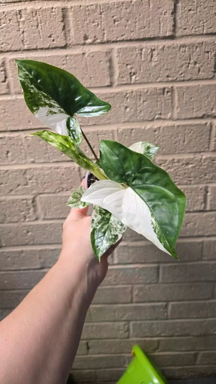 plant/Syngonium Albo-0