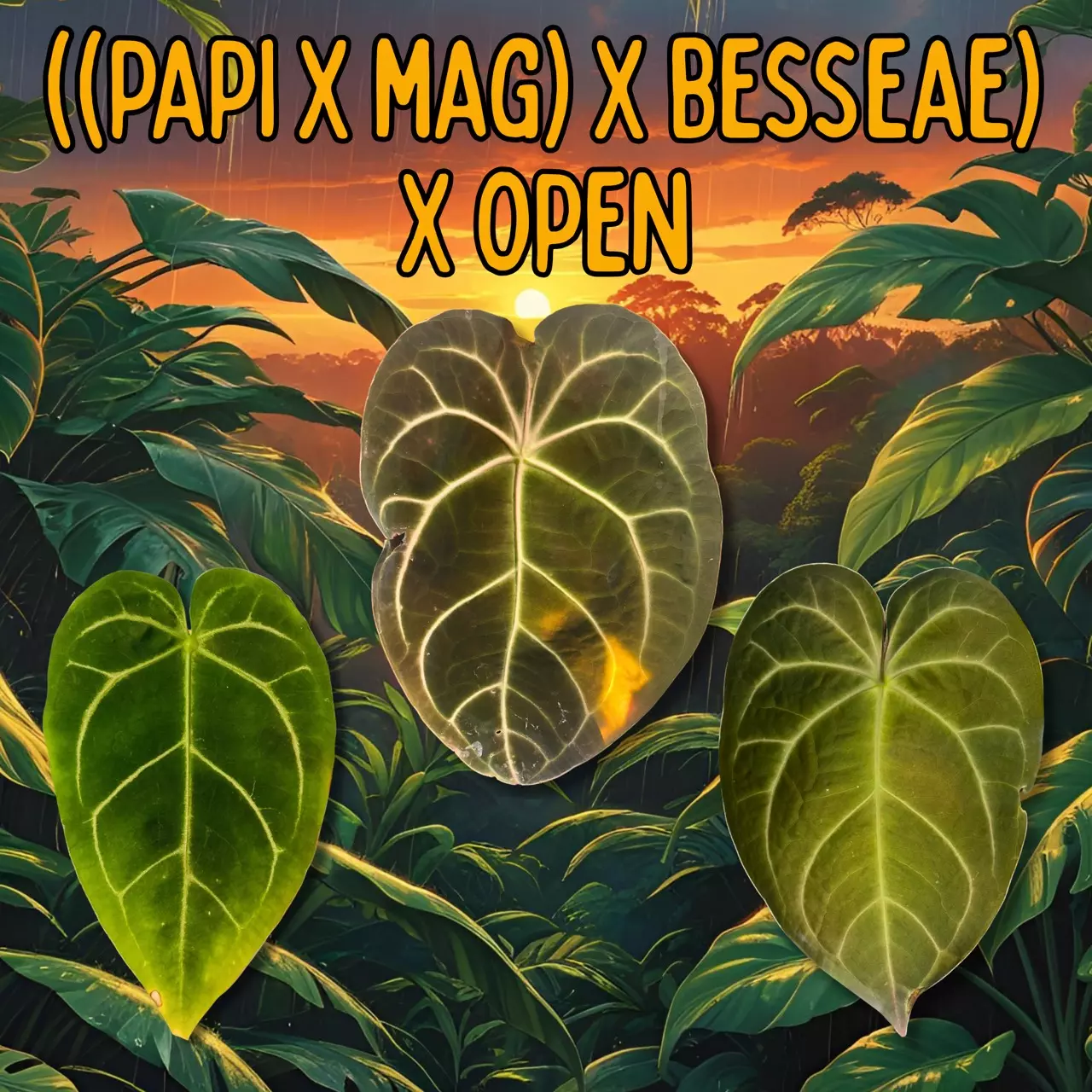 plant/Anthurium Seedling (( papillilaminum x magnificum ) x besseae ) x Open-0