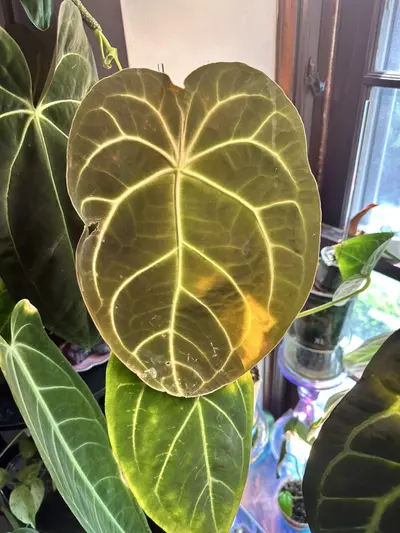 plant/Anthurium Seedling (( papillilaminum x magnificum ) x besseae ) x Open-2-thumbnail