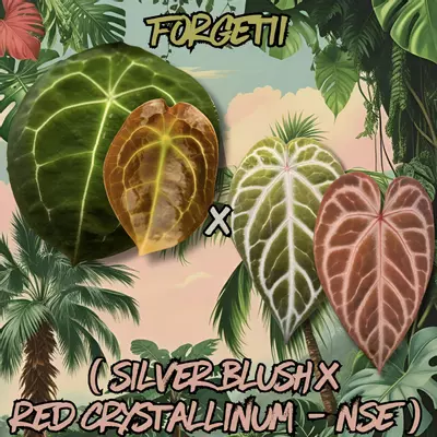 plant/Anthurium Seedling - Forgetii x ( Silver Blush x Red Crystallinum - NSE )-0-thumbnail