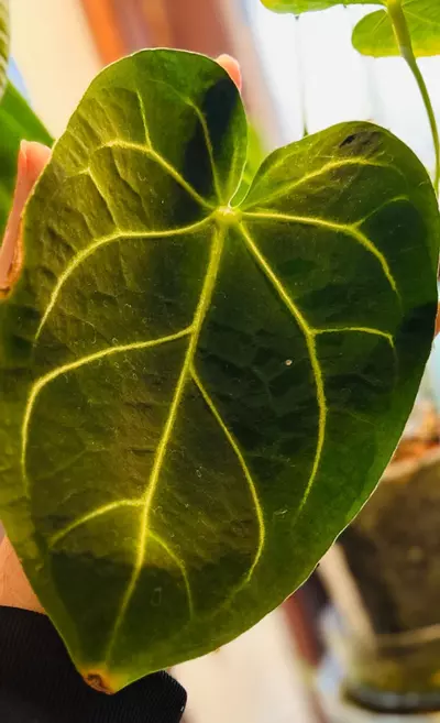 plant/Anthurium Seedling (( papillilaminum x magnificum ) x besseae ) x Open-3-thumbnail