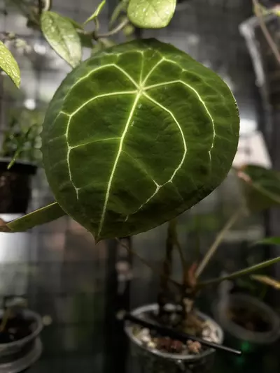 plant/Anthurium Seedling - Forgetii x ( Silver Blush x Red Crystallinum - NSE )-1-thumbnail