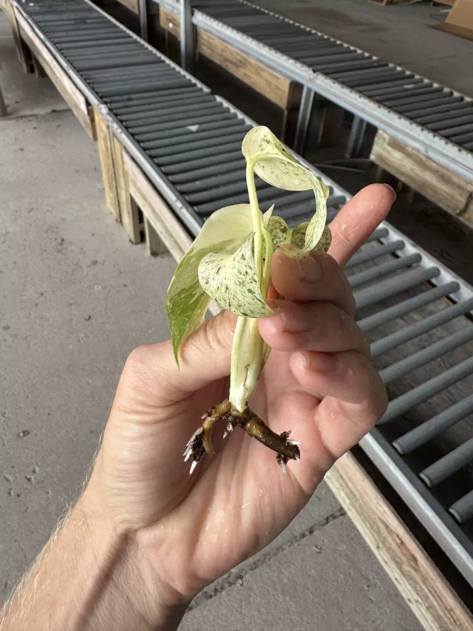 plant/Monstera white monster acclimated tc growers choice-6