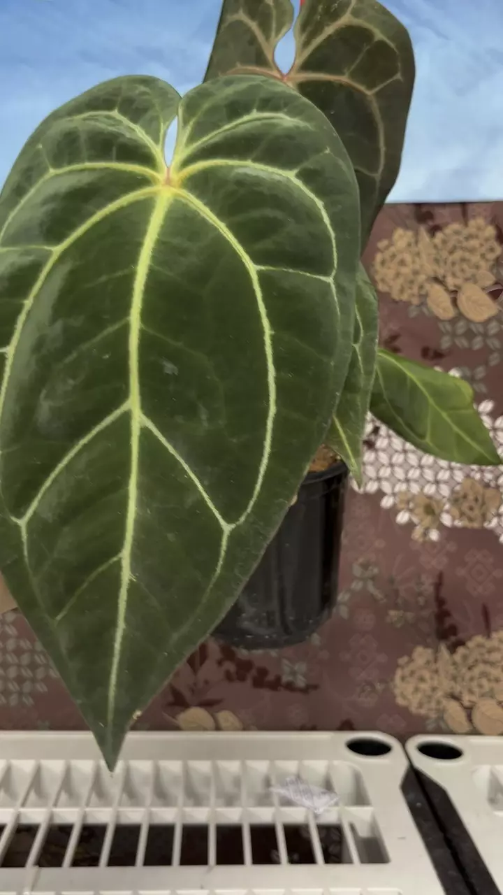 plant/H107 Anthurium BVIT x Zara Michele-1