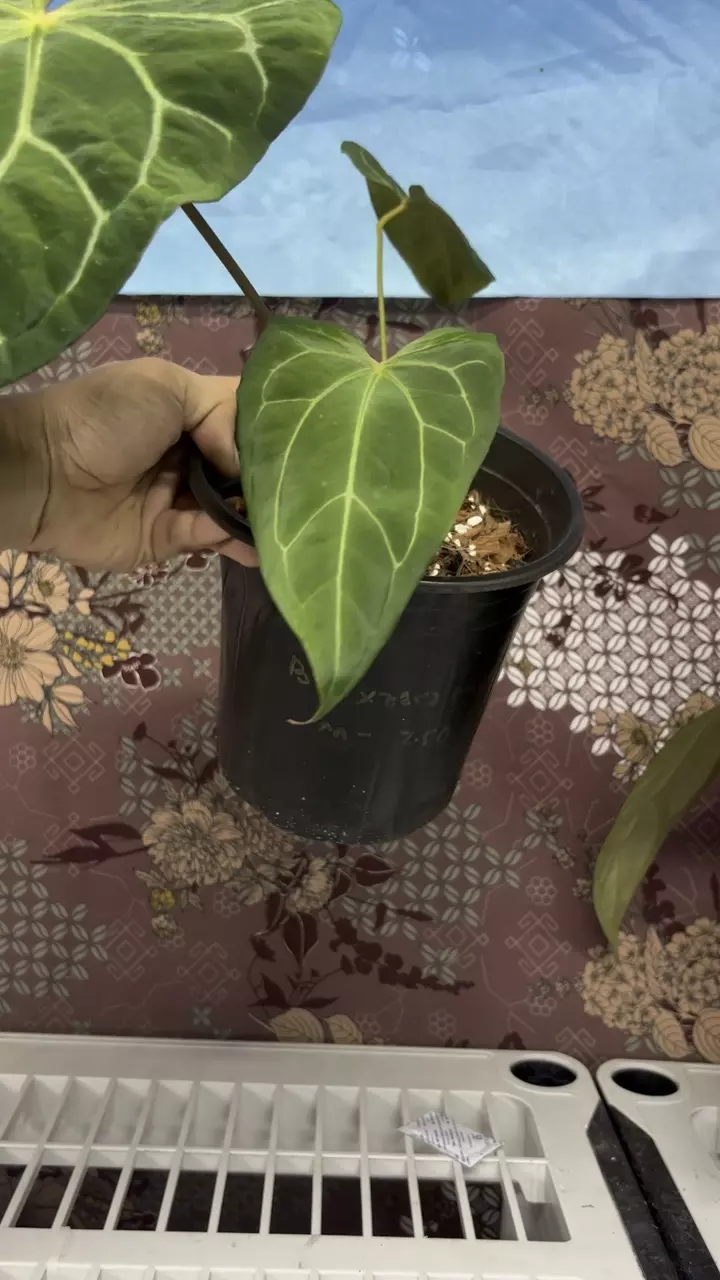 plant/H104 Anthurium BVIT x Zara Michele-1