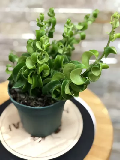 plant/Aeschynanthus Rasta aka Twisted Lipstick-1-thumbnail