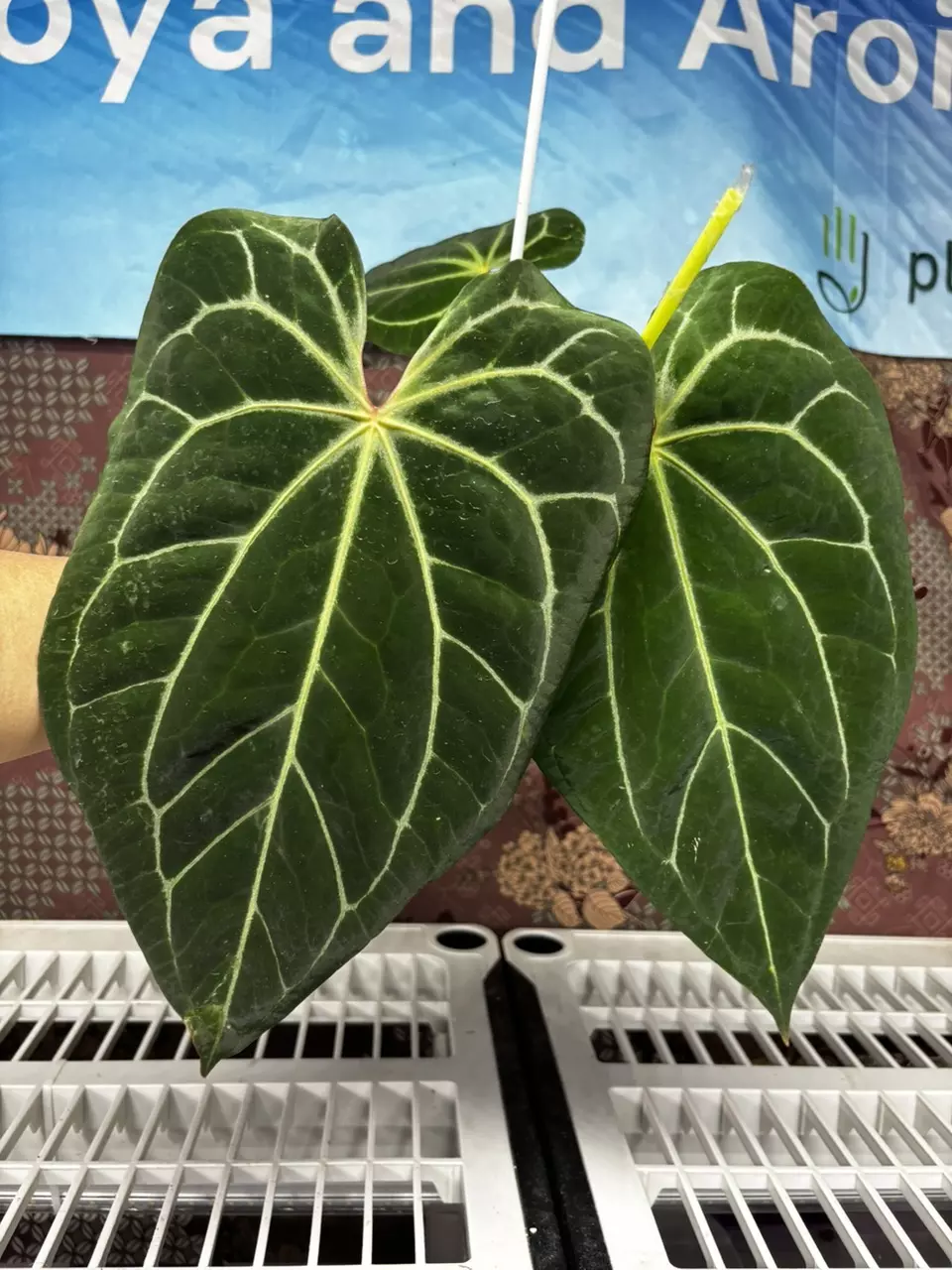 plant/H202 Anthurium BVIT X Zara Michele-0