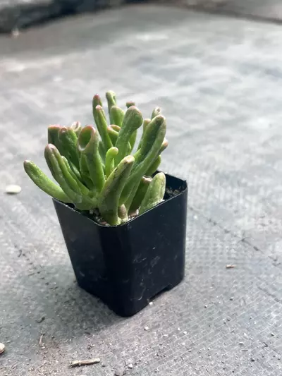 plant/Shrek Ears Jade Plant | Gollum Jade Succulent | 2” Pot | Rare Crassula Ovata-4-thumbnail
