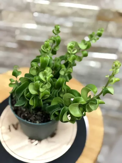 plant/Aeschynanthus Rasta aka Twisted Lipstick-2-thumbnail