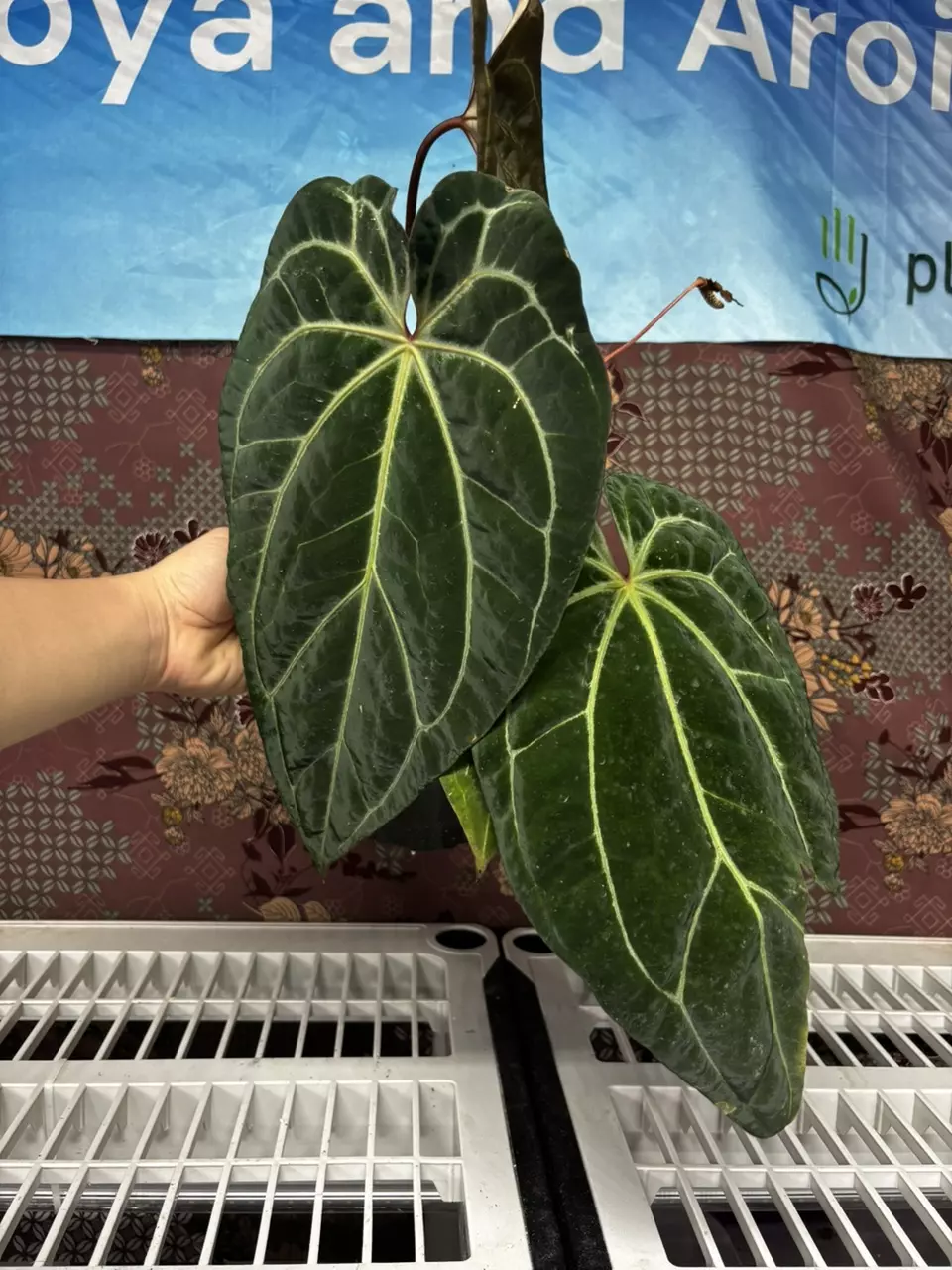 plant/H203 Anthurium BVIT x Zara Michele-0