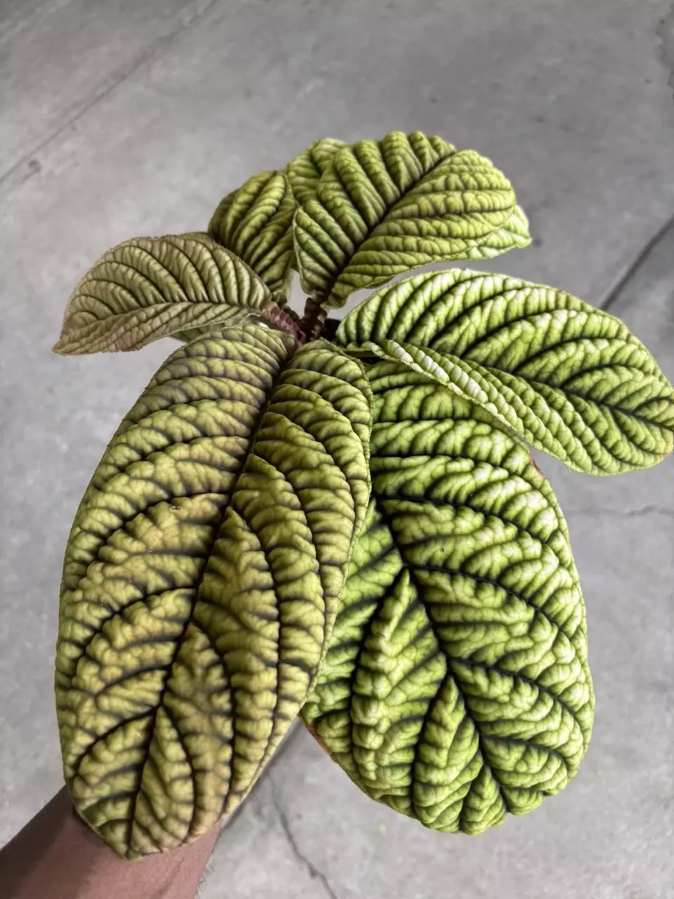 plant/Ardisia Cool Fire-1
