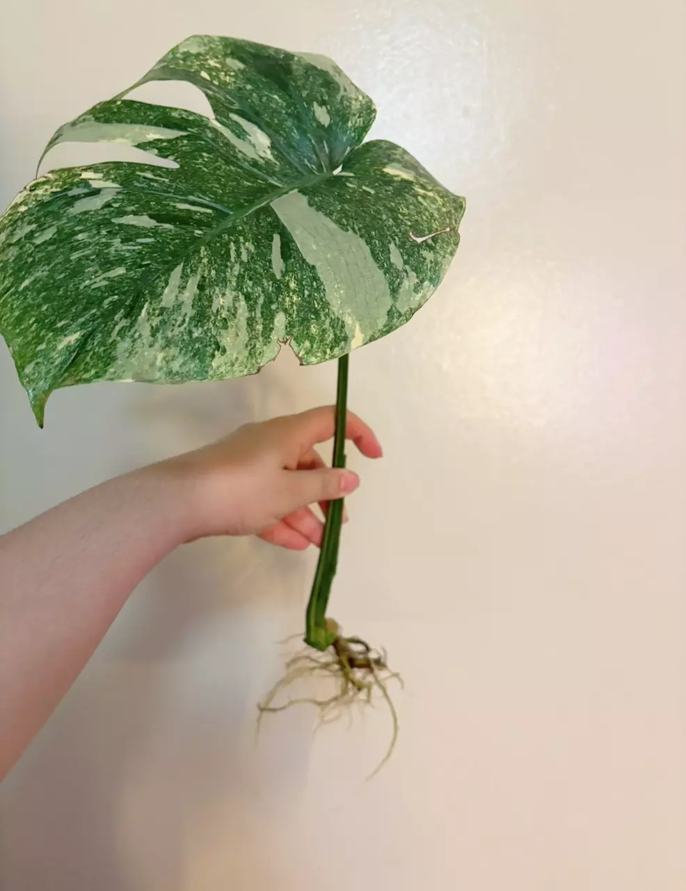 plant/Monstera Legacy Cutting Monstera thai Legacy-0