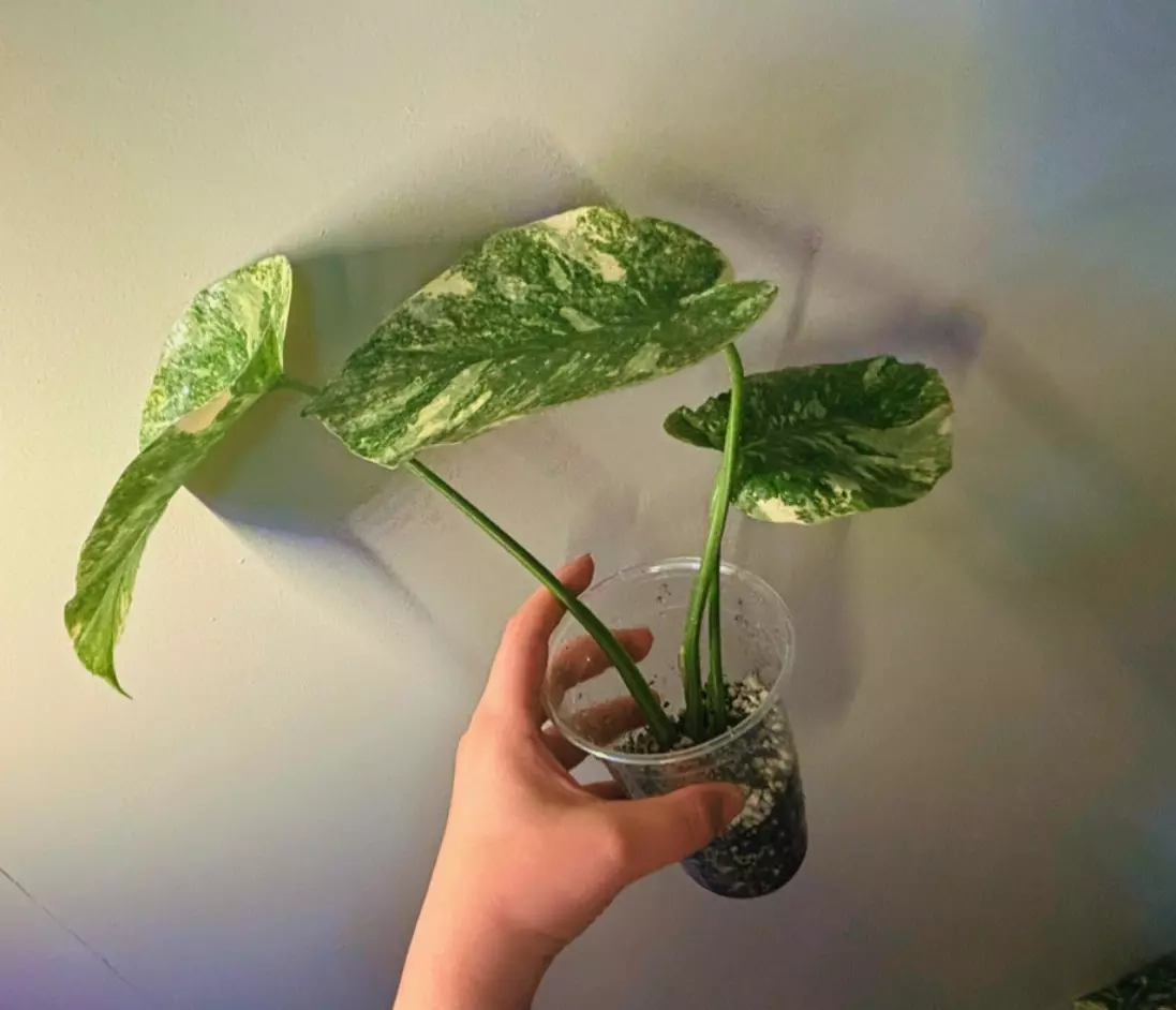 plant/Monstera Legacy Monstera Thai Legacy Exact Plant-2