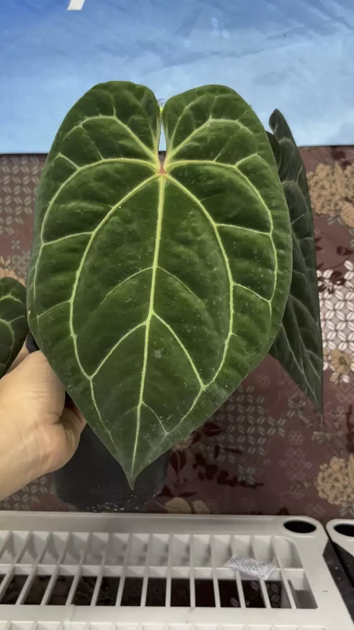 plant/H102 Anthurium BVIT x Zara Michele-1
