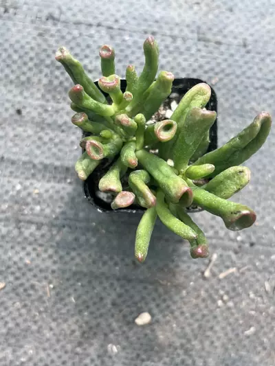 plant/Shrek Ears Jade Plant | Gollum Jade Succulent | 2” Pot | Rare Crassula Ovata-2-thumbnail