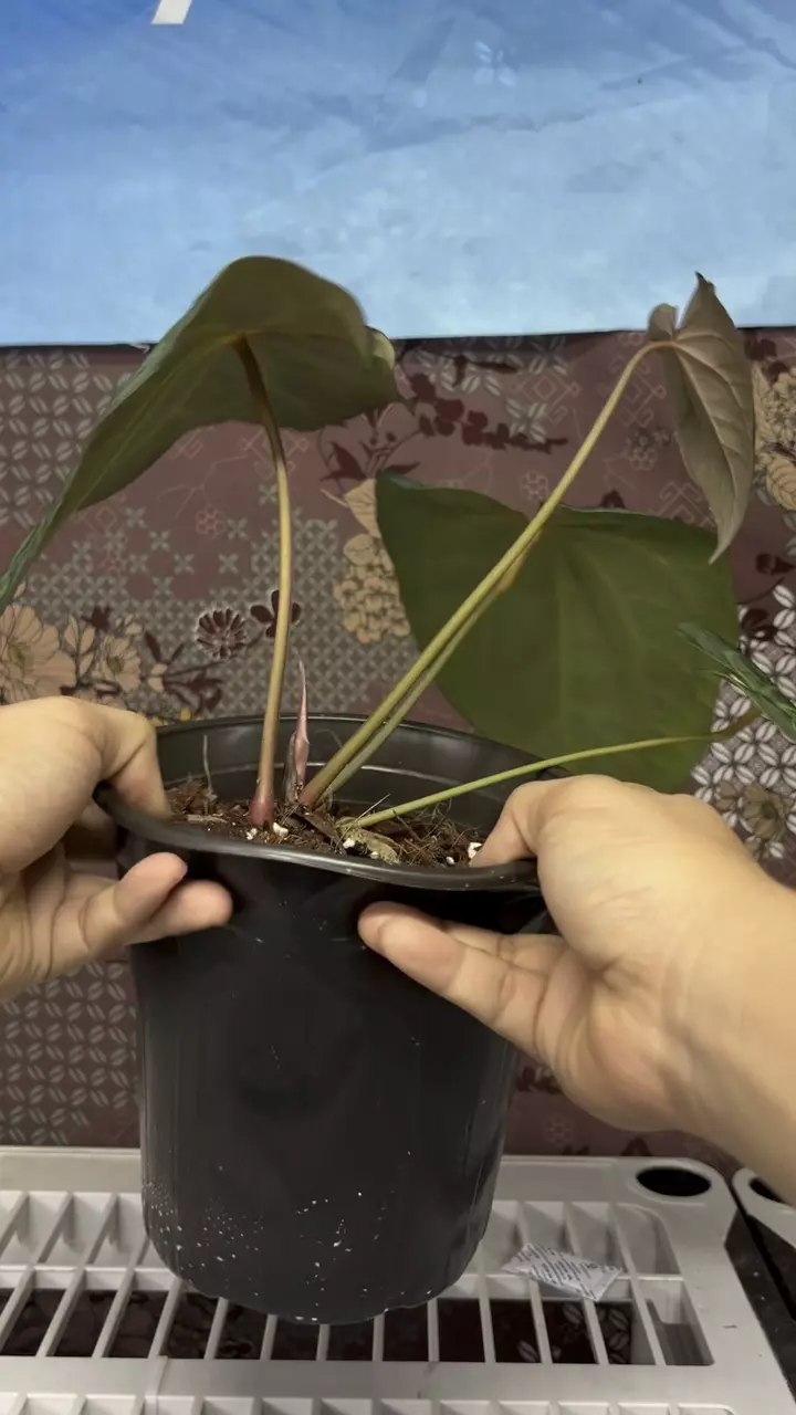 plant/H101 Anthurium BVIT x Zara Michele-1