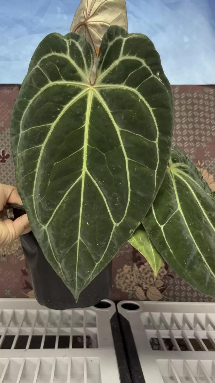 plant/H203 Anthurium BVIT x Zara Michele-1