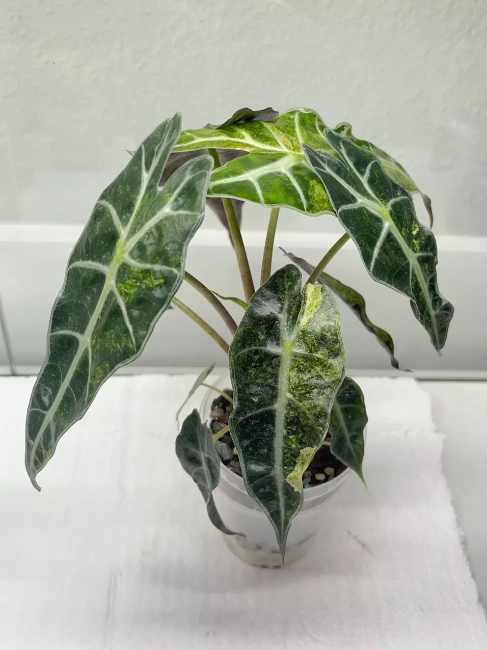 plant/Polly aurea alocasia corm-0