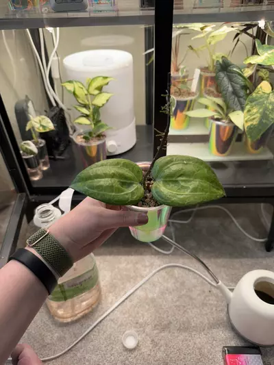 plant/Hoya Sarawak-0-thumbnail