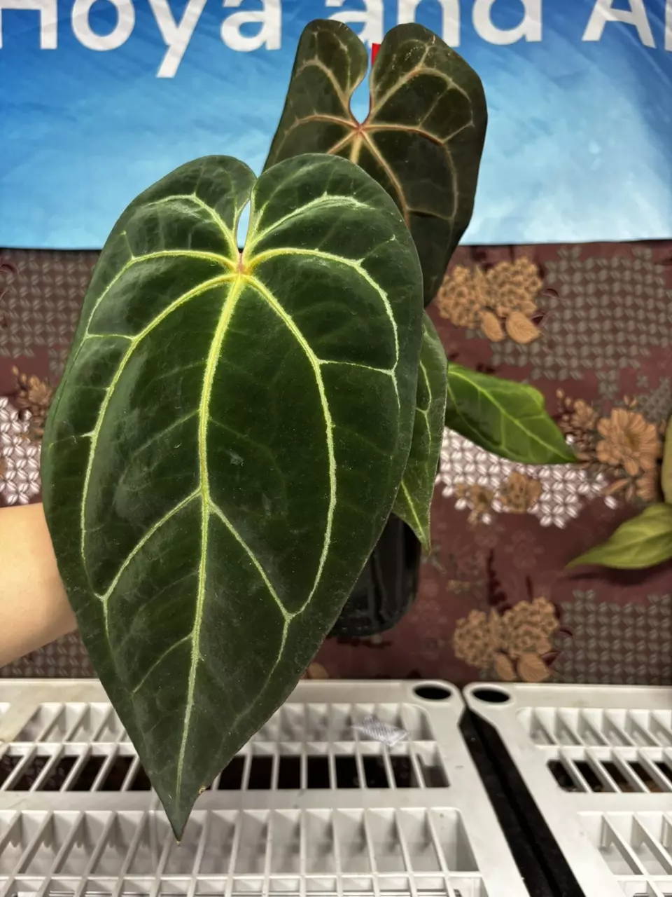 plant/H107 Anthurium BVIT x Zara Michele-0