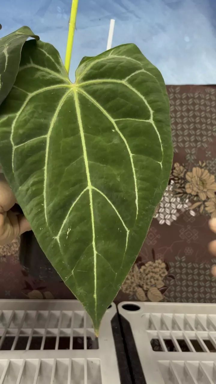 plant/H202 Anthurium BVIT X Zara Michele-1