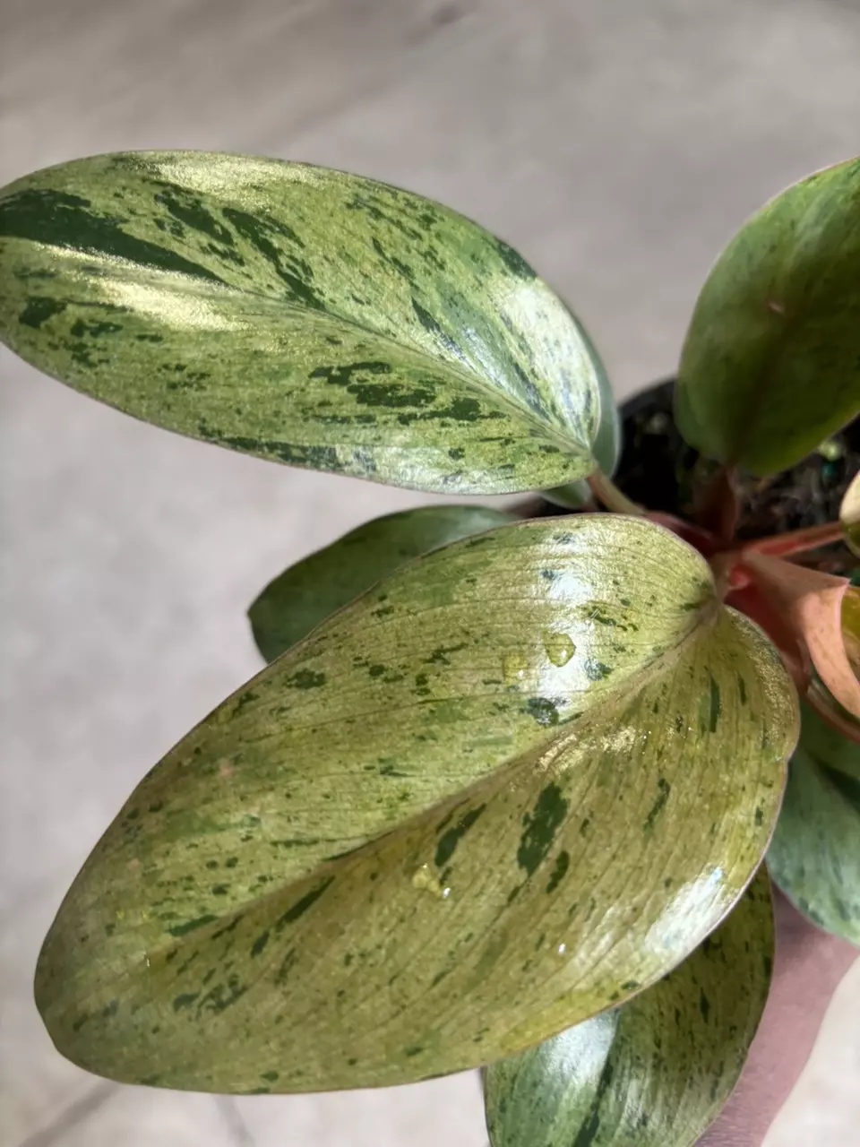 plant/Philodendron Congo Marble-1