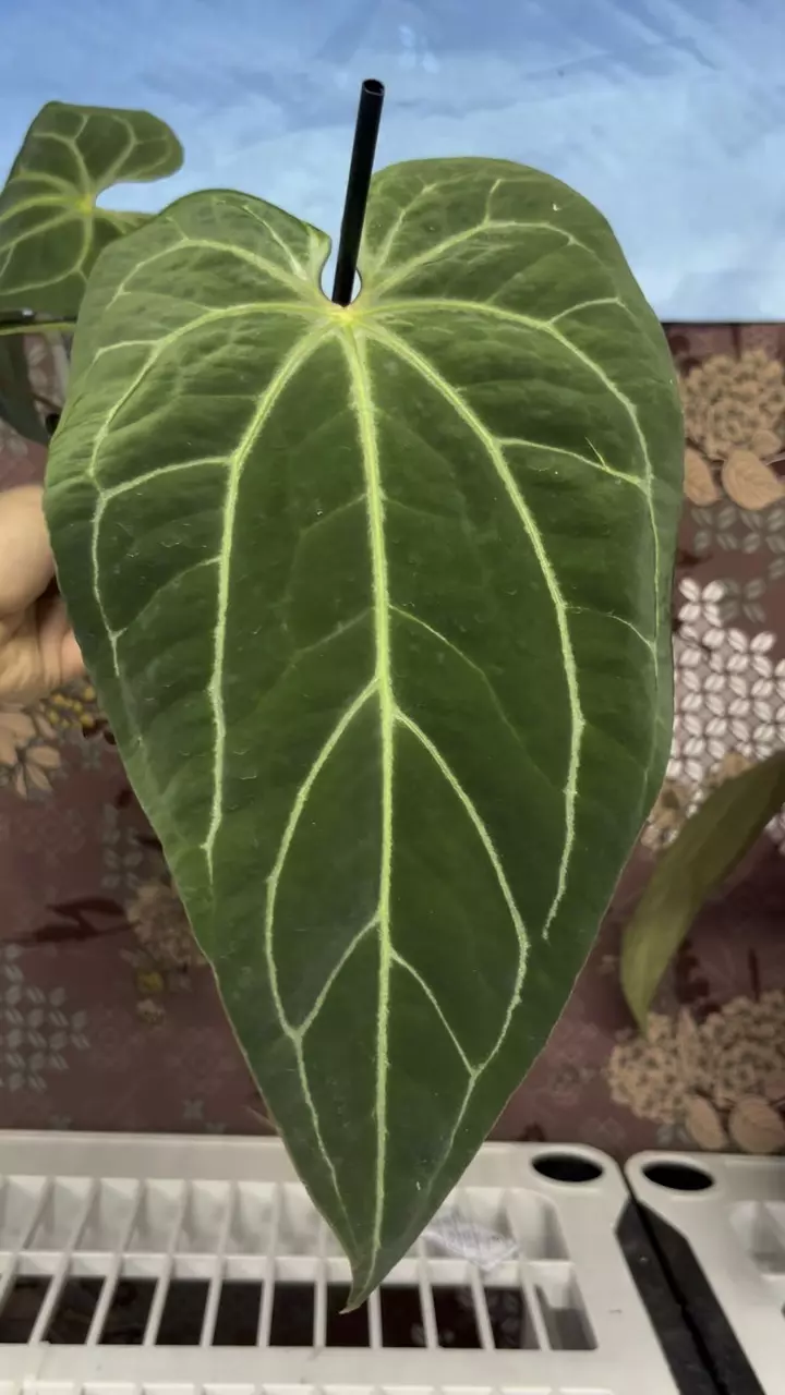 plant/H205 Anthurium BVIT x Zara Michelle-1