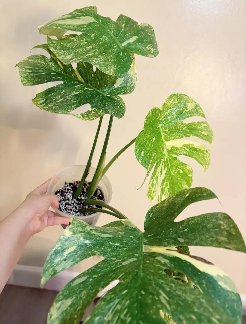 plant/Monstera Legacy Monstera Treasure Monstera Thai Legacy-0