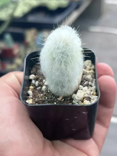 plant/Old Lady Cactus | Mammillaria Hahniana | Hair Looking Round Cactus | 2” Pot-0-thumbnail
