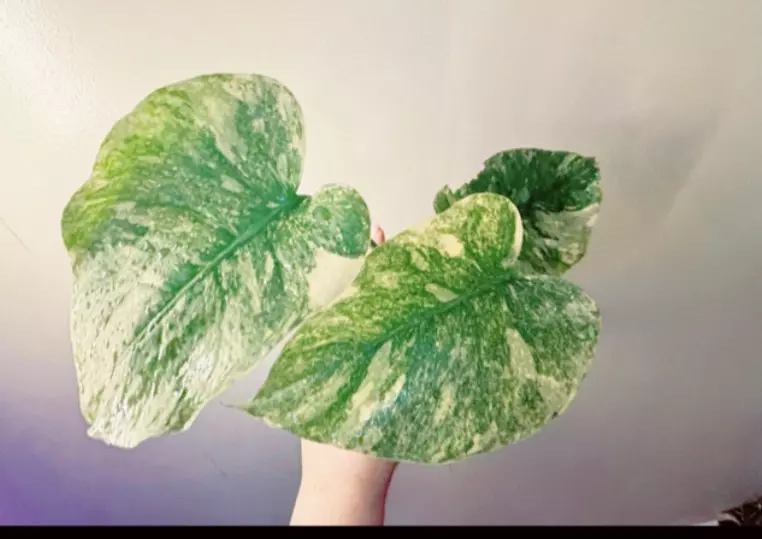 plant/Monstera Legacy Monstera Thai Legacy Exact Plant-0