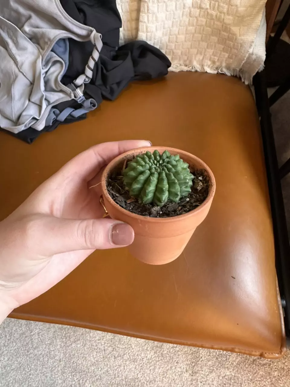 plant/Gymno Inermis-0