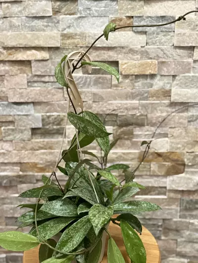 plant/Hoya Publicalyx Speckled-1-thumbnail