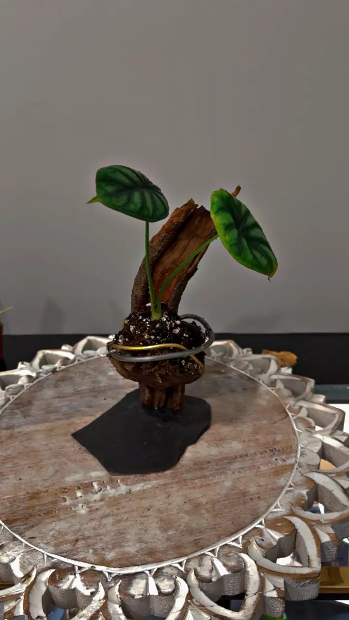 plant/Artistic planter-2