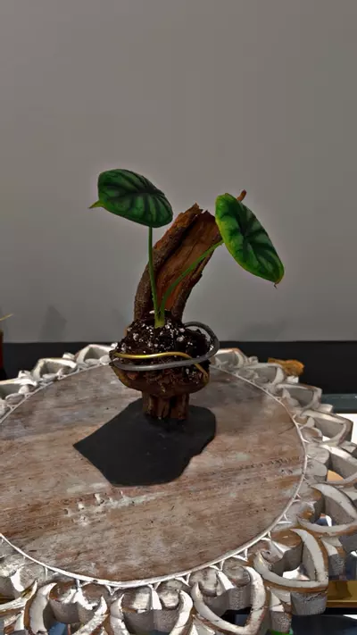 plant/Artistic planter-2-thumbnail