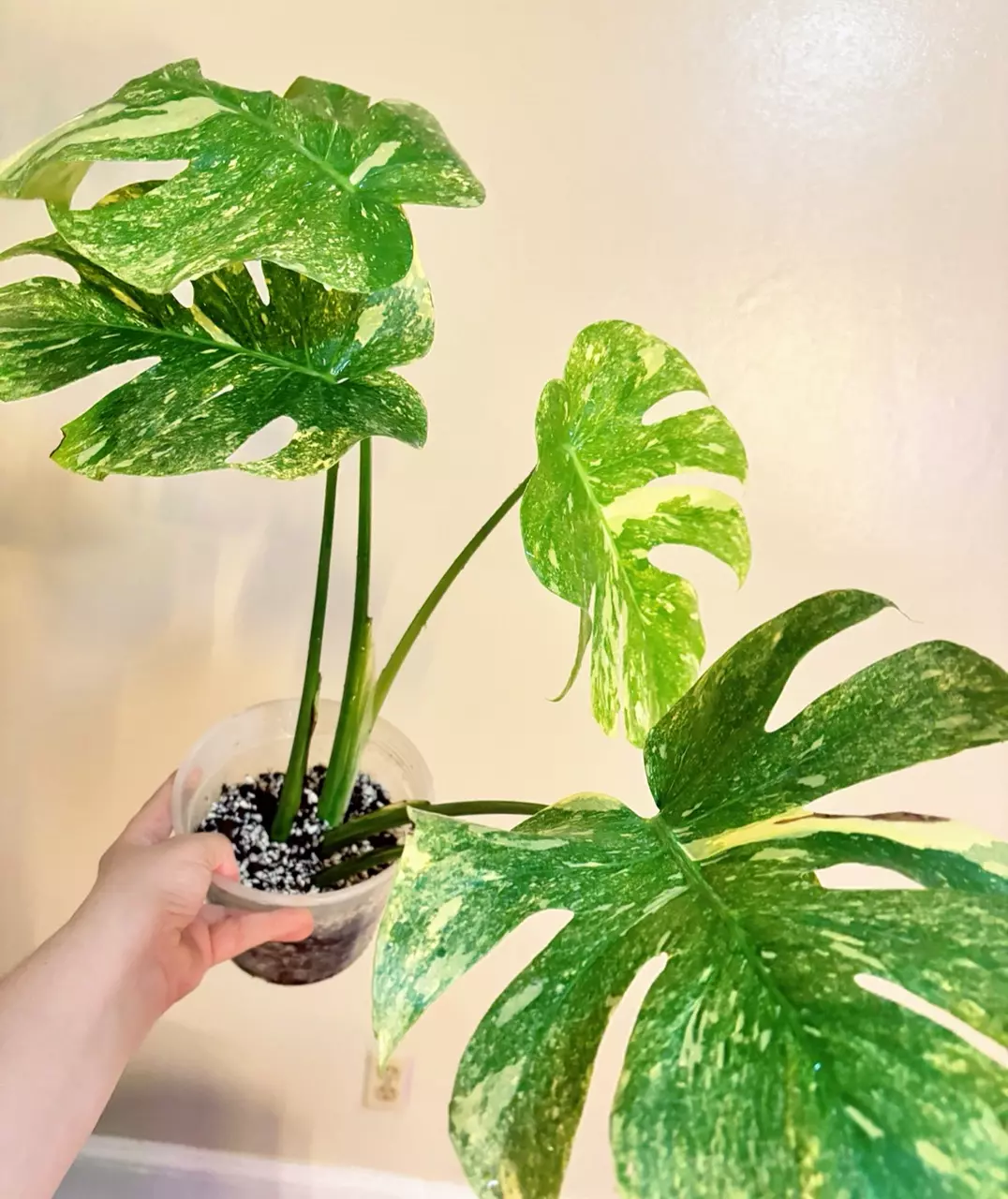 plant/Monstera Legacy Monstera Treasure Monstera Thai Legacy-3