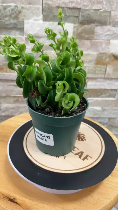 plant/Aeschynanthus Rasta aka Twisted Lipstick-0-thumbnail