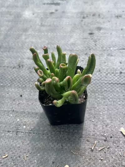plant/Shrek Ears Jade Plant | Gollum Jade Succulent | 2” Pot | Rare Crassula Ovata-3-thumbnail