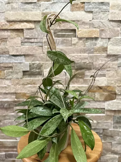 plant/Hoya Publicalyx Speckled-0-thumbnail