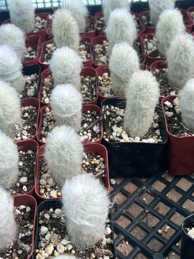 plant/Old Lady Cactus | Mammillaria Hahniana | Hair Looking Round Cactus | 2” Pot-6-thumbnail