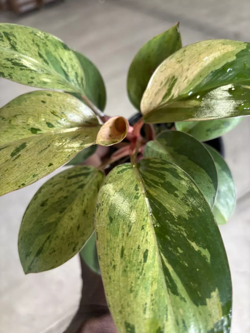 plant/Philodendron Congo Marble-0